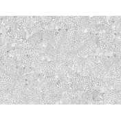 Итальянские обои Tecnografica, коллекция Collection 2019, артикул 74715-3