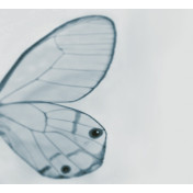 Панно Wall & Deco, коллекция 2013, артикул WDTW1302