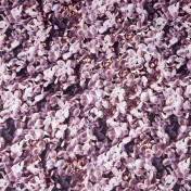 Французская ткань Caselio, коллекция Scenario, артикул SCE66155055